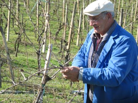 Člani TND Razkrižje obdelujejo vinograd v Šprincu 4